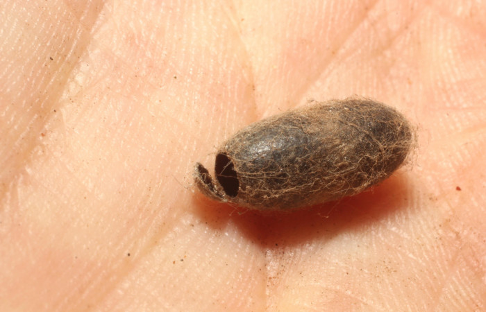 Fig. 12 Capullo de avispa <i>Enicospilus</i></i> scuintleiDHJ02, de la familia Ichneumonidae, parásito en larva <i>Euglyphis phyllis</i></i>. Voucher 13-SRNP-56302-DHJ804790.