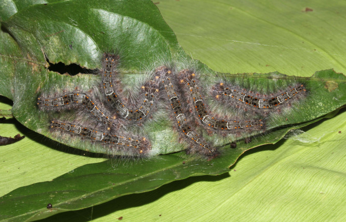 Figura 3. Grupo de <i>Euglyphis phyllis</i></i> familia (Lasiocampidae); en posición dorsal, PU estadio. Voucher, 16-SRNP-31491-DHJ735334.