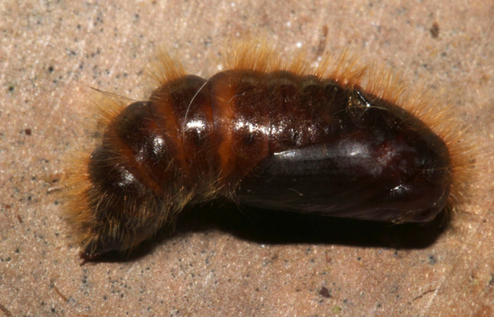 Figura 9. Pupa de <i>Euglyphis phyllis</i></i> familia (Lasiocampidae). Voucher 16-SRNP-31491-DHJ735425.