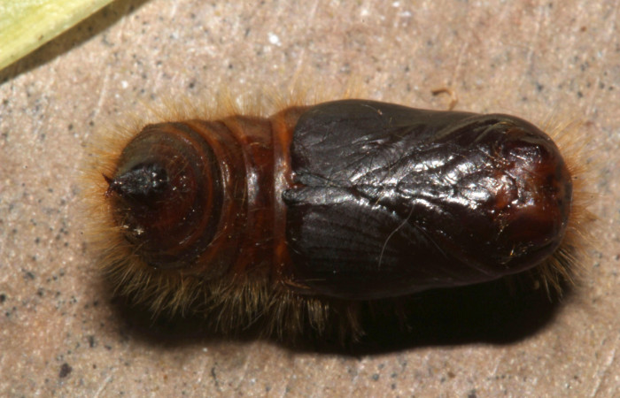 Figura 11. Pupa de <i>Euglyphis phyllis</i></i> familia (Lasiocampidae). Voucher 16-SRNP-31491-DHJ735427.