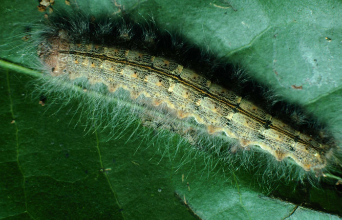 Figura 8.<i>Euglyphis phyllis</i></i> familia (Lasiocampidae); en posición trasera, U estadio. Voucher, 87-SRNP-1197-DHJ10323.