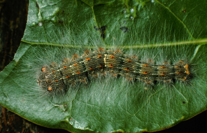 Figura 4. <i>Euglyphis phyllis</i></i> familia (Lasiocampidae); en posición dorsal, PU estadio. Voucher, 95-SRNP-7844-DHJ25188.