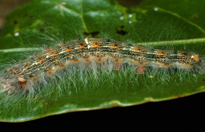 Figura 5. <i>Euglyphis phyllis</i></i> familia (Lasiocampidae); en posición lateral, PU estadio. Voucher, 95-SRNP-7844-DHJ25190.