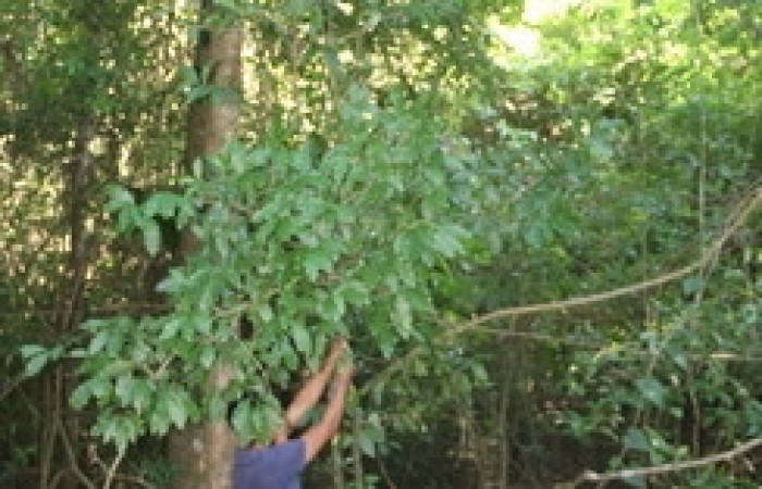 Figura 18.  Planta <i>Ocotea veraguensis</i></i> familia (Arecaceae). Foto Adrian Guadamuz, 9 de Diciembre 2021.