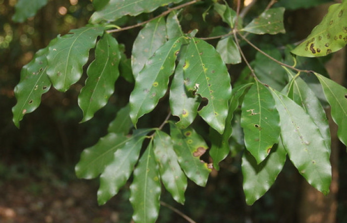 Figura 19.  Planta <i>Ocotea veraguensis</i></i> familia (Arecaceae). Foto Adrian Guadamuz, 9 de Diciembre 2021.