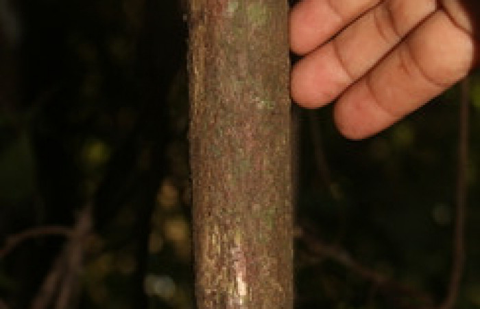 Figura 20.  de planta <i>Ocotea veraguensis</i></i> familia (Arecaceae). Foto Adrian Guadamuz, 9 de Diciembre 2021.