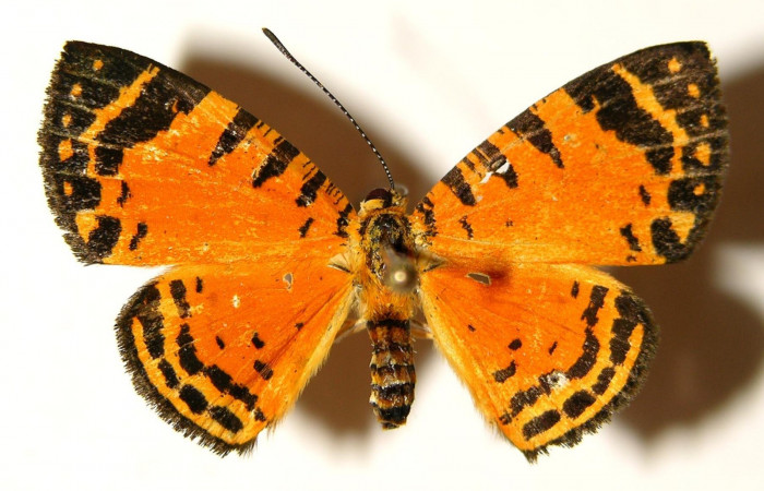 Figura 9. Adulto de <i>Symmachia xypete</i></i>, (Riodinidae), posición vista dorsal (hembra). (03-SRNP-28063-DHJ91972.jpg).