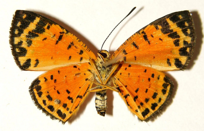 Figura 10. Adulto de <i>Symmachia xypete</i></i>, (Riodinidae), posición vista central (hembra). (03-SRNP-28063-DHJ91973.jpg).