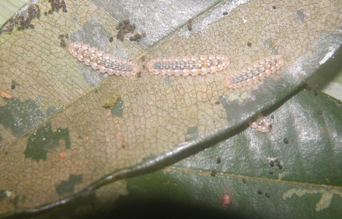 Figura 1. Larva en último estadio <i>Symmachia xypete</i></i>, (Riodinidae), alimentándose en <i>Myrcia splendens</i></i>, (Myrtaceae), posición dorsal, Sector Pitilla, Colocho (elevación 375 metros). 10 Diciembre 2003. (03-SRNP-37351-DHJ90688.jpg).