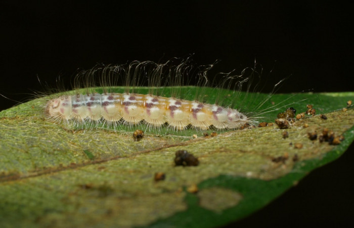 Figura 3. Larva en último estadio<i>Symmachia xypete</i></i>, (Riodinidae), alimentándose en <i>Myrcia splendens</i></i>, (Myrtaceae), posición lateral, Sector Pitilla, Pasmompa (elevación 375 metros). 9 Noviembre 2005. (05-SRNP-34673-DHJ24452.jpg).