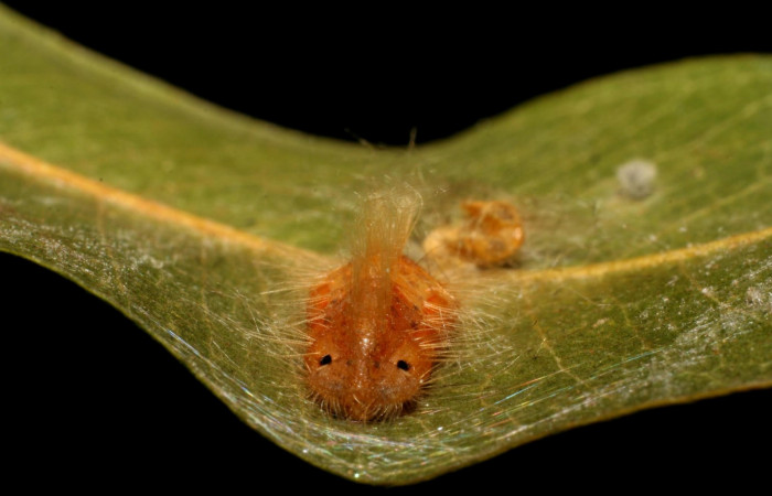 Figura 7. Pupa <i>Symmachia xypete</i></i>, (Riodinidae), posición frente, Sector Pitilla, Pasmompa, (elevación 440 metros). 27 febrero 2006, (06-SRNP-31049-DHJ425001.jpg).