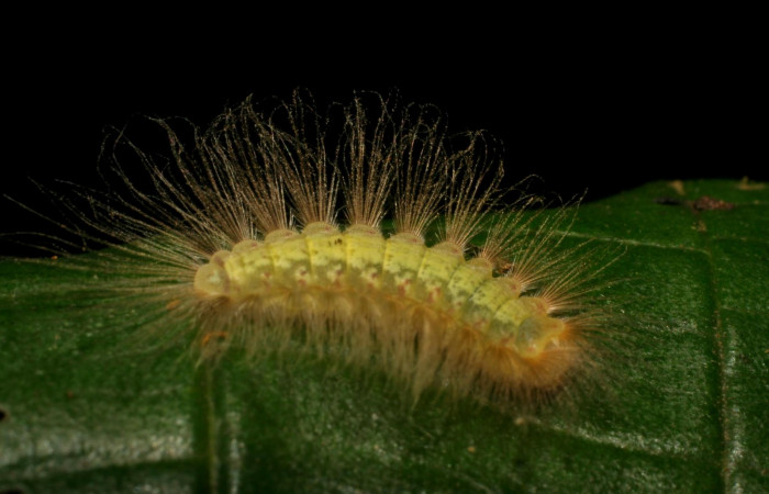 Figura 14. Larva en último estadio <i>Symmachia tricolor</i></i>, (Riodinidae), alimentándose en <i>Conostegia xalapensis</i></i>, (Melastomataceae), posición dorsal, Sector Rincon Rain Forest, Vochysia, (elevación 320 metros). 16 Junio 2007. (07-SRNP-41813-DHJ422716.jpg).