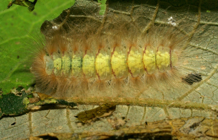 Figura 13. Larva en último estadio <i>Symmachia tricolor</i></i>, (Riodinidae), alimentándose en <i>Conostegia xalapensis</i></i>, (Melastomataceae), posición dorsal, Sector Pitilla, Cano (elevación 490 metros). 3 Abril 2008. (08-SRNP-70011-DHJ443167.jpg).