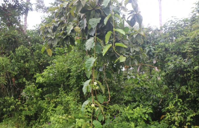 Figura. 1 Habitad <i>Macropharynx renteriae</i></i>, (Apocynaceae). Area de Conservación Guanacaste, Sector Rincón Rain Forest, Estación Leiva,  Selva, (elevación 410 metros). Foto. Jorge Hernández. Colectada 12 Diciembre 2021.
