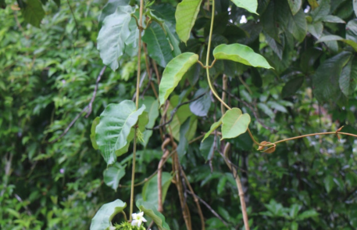 Figura. 2 Habitad <i>Macropharynx renteriae</i></i>, (Apocynaceae). Area de Conservación Guanacaste, Sector Rincón Rain Forest, Estación Leiva,  Selva, (elevación 410 metros). Foto. Jorge Hernández. Colectada 15 Diciembre 2021.