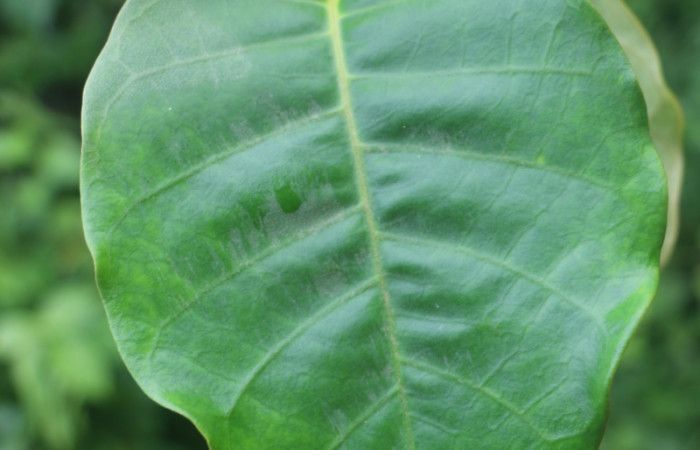 Figura. 3 Hojas haz <i>Macropharynx renteriae</i></i>, (Apocynaceae)). Area de Conservación Guanacaste, Sector Rincón Rain Forest, Estación Leiva,  Selva, (elevación 410 metros). Foto. Jorge Hernández. Colectada 15 Diciembre 2021.