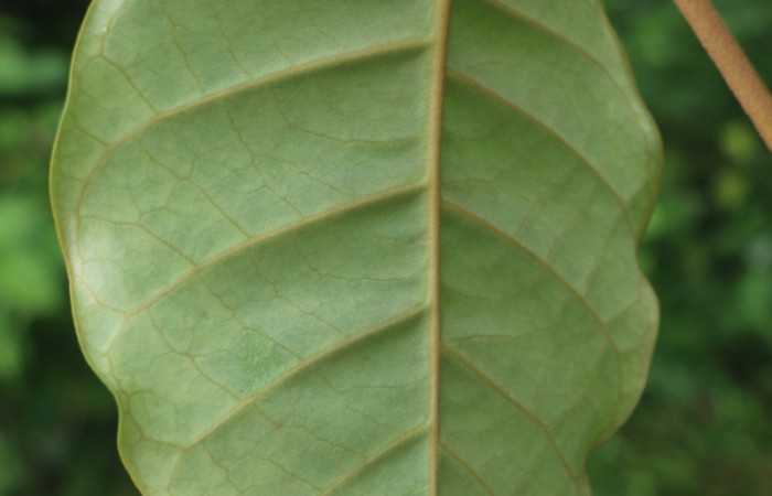 Figura. 4 Hojas envés <i>Macropharynx renteriae</i></i>, (Apocynaceae). Area de Conservación Guanacaste, Sector Rincón Rain Forest, Estación Leiva,  Selva, (elevación 410 metros). Foto. Jorge Hernández. Colectada 15 Diciembre 2021.