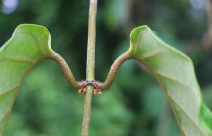 Figura. 5 Hojas <i>Macropharynx renteriae</i></i>, (Apocynaceae). Area de Conservación Guanacaste, Sector Rincón Rain Forest, Estación Leiva,  Selva, (elevación 410 metros). Foto. Jorge Hernández. Colectada 15 Diciembre 2021.