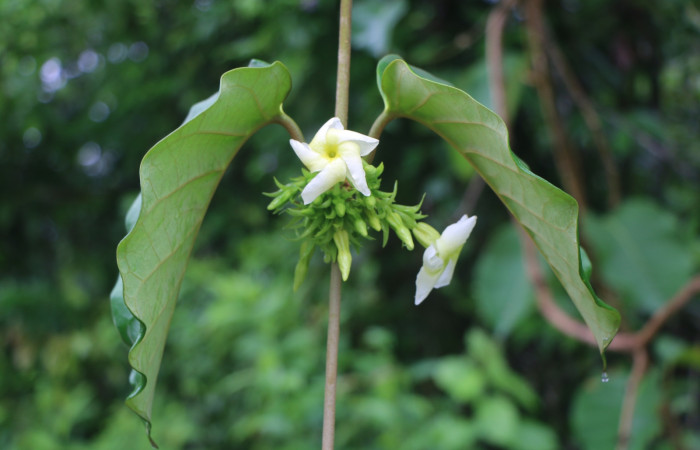 Figura. 6 Flores <i>Macropharynx renteriae</i></i>, (Apocynaceae). Area de Conservación Guanacaste, Sector Rincón Rain Forest, Estación Leiva,  Selva, (elevación 410 metros). Foto. Jorge Hernández. Colectada 15 Diciembre 2021.