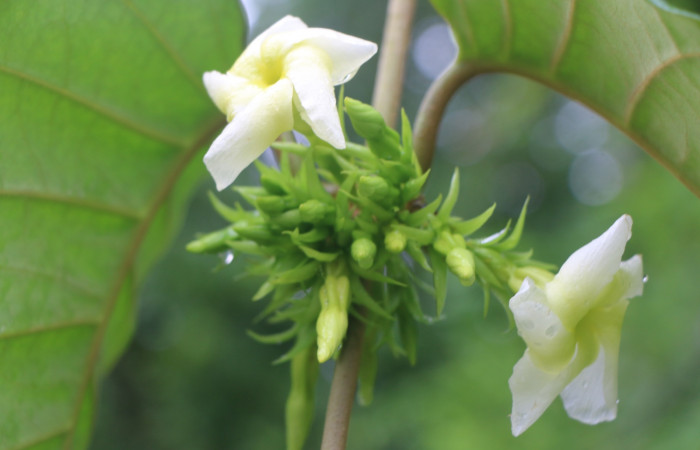 Figura. 7 Flores <i>Macropharynx renteriae</i></i>, (Apocynaceae). Area de Conservación Guanacaste, Sector Rincón Rain Forest, Estación Leiva,  Selva, (elevación 410 metros). Foto. Jorge Hernández. Colectada 15 Diciembre 2021.