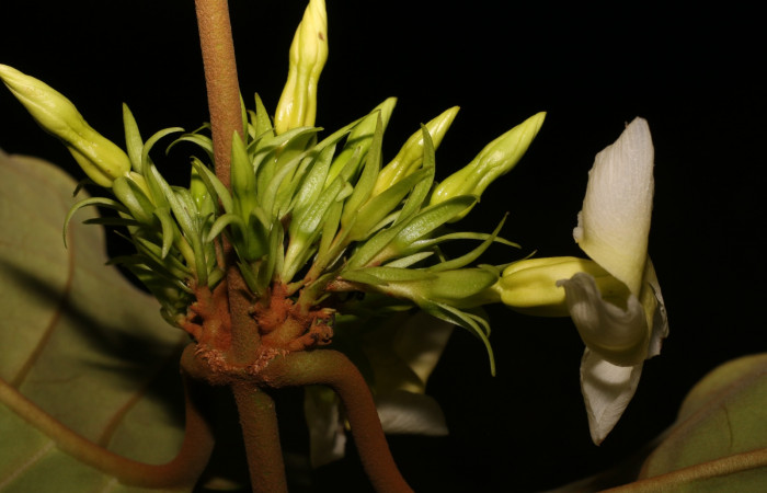 Figura. 8 Botones <i>Macropharynx renteriae</i></i>, (Apocynaceae). Area de Conservación Guanacaste, Sector Rincón Rain Forest, Estación Leiva,  Selva, (elevación 410 metros). Foto. Jorge Hernández. Colectada 15 Diciembre 2021.