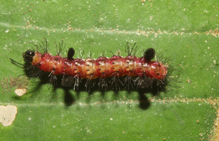 Figura. 9 Larva <i>Saurita sanguinea</i></i> (Eribidae), posición dorsal entero alimentándose en <i>Macropharynx renteriae</i></i>, (Apocynaceae). (17-SRNP-72429-DHJ738807.jpg).