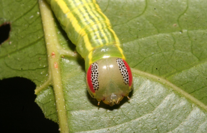 Figura 1. Larva <i>Disphragis tharis</i></i> (Notodontidae), color verde claro, líneas amarillas en el dorso color amarillo, cabeza crema con rayas fojas y puntos negros, último estadio posición frontal, mide 35 mm aproximadamente. Planta hospedera <i>Alchornea costaricensis</i></i>, (Euphorbiaceae). Voucher: 12-SRNP-42572-DHJ489794.jpg.