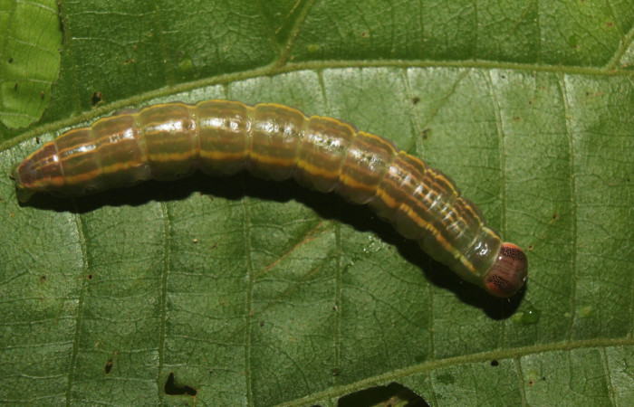 Figura 10. larva en prepupa <i>Disphragis tharis</i></i> (Notodontidae), color verde oscuro colores opacos, último estadio posición dorsal, mide 36 mm aproximadamente. Planta hospedera <i>Conceveiba pleiostemona</i></i>, (Euphorbiaceae). Voucher: 14-SRNP-71131-DHJ723305.jpg.