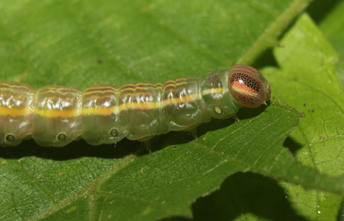 Figura 11. larva en prepupa <i>Disphragis tharis</i></i> (Notodontidae), color verde oscuro colores opacos, último estadio posición lateral frontal, mide 36 mm aproximadamente. Planta hospedera <i>Conceveiba pleiostemona</i></i>, (Euphorbiaceae). Voucher: 14-SRNP-71131-DHJ723307.jpg