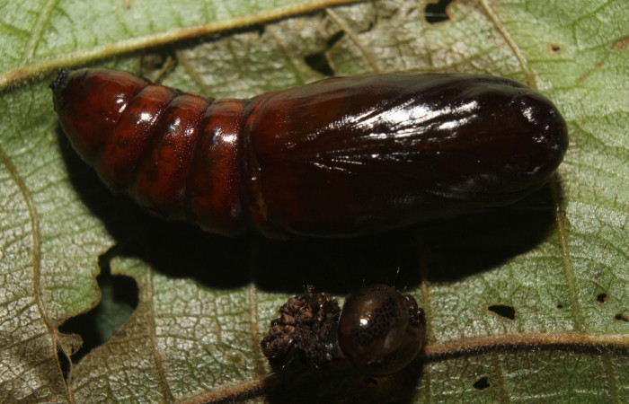 Figura 12. Pupa <i>Disphragis tharis</i></i> (Notodontidae), color café oscuro, posición lateral, mide 20 mm aproximadamente. Voucher: 14-SRNP-71131-DHJ723309.jpg.
