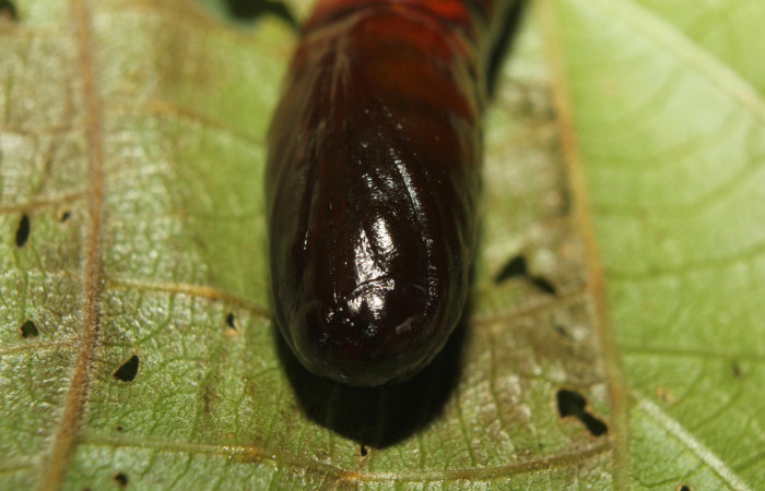 Figura 13. Pupa <i>Disphragis tharis</i></i> (Notodontidae), color café oscuro, posición frontal, mide 20 mm aproximadamente. Voucher: 14-SRNP-71131-DHJ723310.jpg.