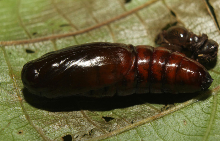 Figura 14. Pupa <i>Disphragis tharis</i></i> (Notodontidae), color café oscuro, posición dorsal, mide 20 mm aproximadamente. Voucher: 14-SRNP-71131-DHJ723313.jpg.