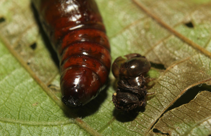 Figura 15. Pupa <i>Disphragis tharis</i></i> (Notodontidae), color café oscuro, posición parte trasera, mide 20 mm aproximadamente. Voucher: 14-SRNP-71131-DHJ723311.jpg.