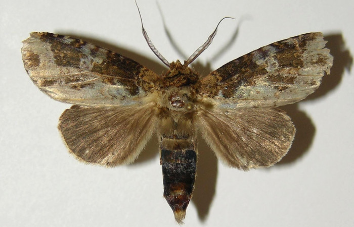 Figura 16. Adulto <i>Disphragis tharis</i></i> (Notodontidae), crema abdomen café, posición dorsal mide 42 mm aproximadamente. Voucher: 04-SRNP-411-DHJ300734.