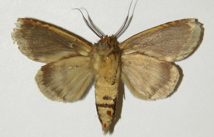 Figura 17. Adulto <i>Disphragis tharis</i></i> (Notodontidae), color crema, posición ventral, mide 42 mm aproximadamente. Voucher: 04-SRNP-411-DHJ300735.