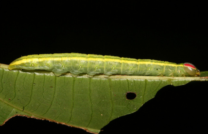 Figura 2. Larva <i>Disphragis tharis</i></i> (Notodontidae), color verde claro, líneas amarillas en el dorso color amarillo, cabeza crema con rayas rojas y puntos negros, último estadio posición lateral, mide 35 mm aproximadamente. Planta hospedera <i>Alchornea costaricensis</i></i>, (Euphorbiaceae). Voucher: 12-SRNP-42572-DHJ489790.jpg.