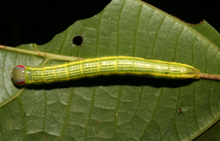 Figura 3. Larva <i>Disphragis tharis</i></i> (Notodontidae), color verde claro, lineas amarillas en el dorso color amarillo, cabeza crema con rayas rojas y puntos negros, último estadio posición dorsal, mide 35 mm aproximadamente. Planta hospedera <i>Alchornea costaricensis</i></i>, (Euphorbiaceae). Voucher: 12-SRNP-42572-DHJ489792.jpg.
