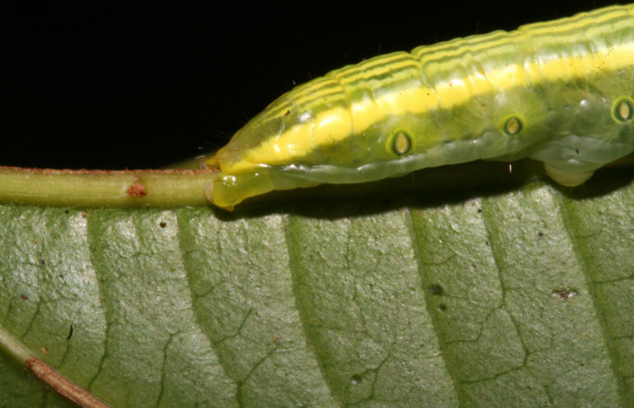 Figura 4. Larva <i>Disphragis tharis</i></i> (Notodontidae), color verde claro, líneas amarillas en el dorso color amarillo, cabeza crema con rayas fojas y puntos negros, último estadio posición lateral parte trasera, mide 35 mm aproximadamente. Planta hospedera <i>Alchornea costaricensis</i></i>, (Euphorbiaceae). Voucher: 12-SRNP-42572-DHJ489795.jpg.