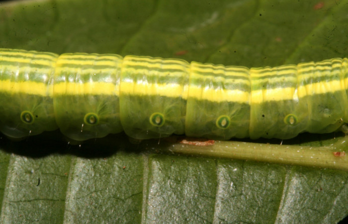 Figura 5. Larva <i>Disphragis tharis</i></i> (Notodontidae), color verde claro, líneas amarillas en el dorso color amarillo, cabeza crema con rayas rojas y puntos negros, último estadio posición lateral, mide 35 mm aproximadamente. Planta hospedera <i>Alchornea costaricensis</i></i>, (Euphorbiaceae). Voucher: 12-SRNP-42572-DHJ489796.jpg.