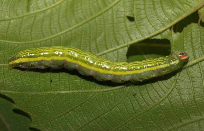 Figura 6. Larva <i>Disphragis tharis</i></i> (Notodontidae), color verde claro, líneas amarillas en el dorso color amarillo, cabeza crema con rayas rojas y puntos negros, último estadio posición lateral dorsal, mide 35 mm aproximadamente. Planta hospedera <i>Alchornea costaricensis</i></i>, (Euphorbiaceae). Voucher: 14-SRNP-71131-DHJ723300.jpg.