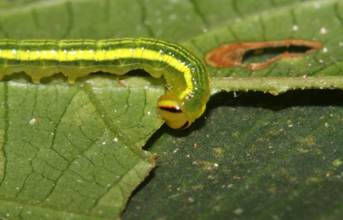 Figura 7. Larva <i>Disphragis tharis</i></i> (Notodontidae), color verde claro, líneas amarillas en el dorso color amarillo, cabeza crema con una raya roja amarilla, roja y negra, cuarto estadio posición lateral frontal, mide 18 mm aproximadamente. Planta hospedera <i>Alchornea costaricensis</i></i>, (Euphorbiaceae). Voucher: 20-SRNP-40358-DHJ768006.jpg.