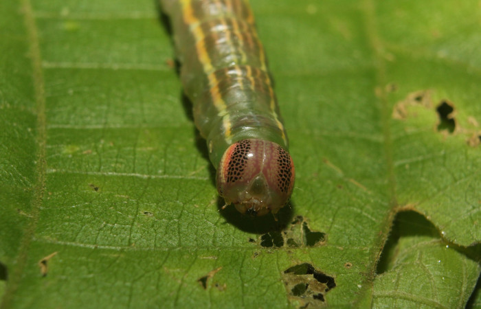 Figura 8. Larva en prepupa <i>Disphragis tharis</i></i> (Notodontidae), color verde oscuro colores opacos, último estadio posición frontal, mide 36 mm aproximadamente. Planta hospedera <i>Conceveiba pleiostemona</i></i>, (Euphorbiaceae). Voucher: 14-SRNP-71131-DHJ723303.jpg.