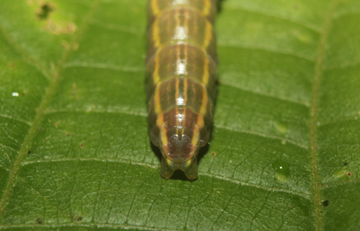 Figura 9. Larva en prepupa <i>Disphragis tharis</i></i> (Notodontidae), color verde oscuro colores opacos, último estadio posición parte trasera, mide 36 mm aproximadamente. Planta hospedera <i>Conceveiba pleiostemona</i></i>, (Euphorbiaceae). Voucher: 14-SRNP-71131-DHJ723304.jpg.