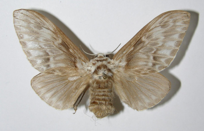 Figura 6. Adulto hembra de <i>Podalia</i></i> orsilochaDHJ02  (Megalopigydae), vista dorsal. Voucher 04-SRNP-34220-DHJ335466