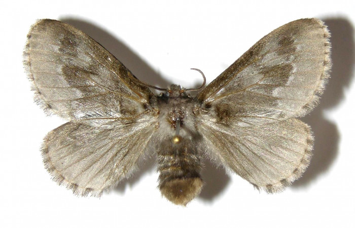 Figura 7. Adulto hembra de <i>Podalia contigua</i></i>  (Megalopigydae), vista dorsal. Voucher 05-SRNP-3910-DHJ329842.jpg.