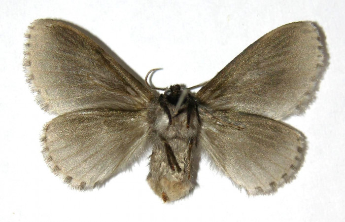 Figura 8. Adulto hembra de <i>Podalia contigua</i></i> (Megalopigydae), vista ventral . Voucher 05-SRNP-3910-DHJ329843.jpg.