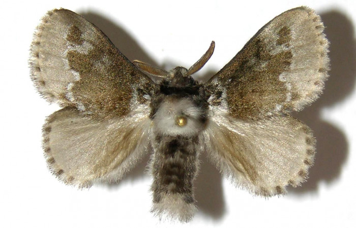 Figura 1. <i>Podalia contigua</i></i> (Megalopigydae), posición ventral. Voucher 05-SRNP-3926-DHJ329836.jpg.