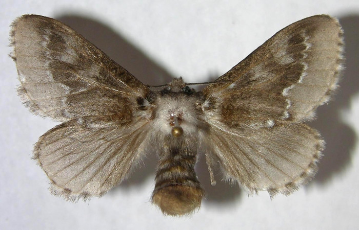 Figura 5. Adulto hembra de  <i>Podalia</i></i> Janzen08 (Megalopigydae) vista dorsal. Voucher 06-SRNP-34196-DHJ359934.jpg.