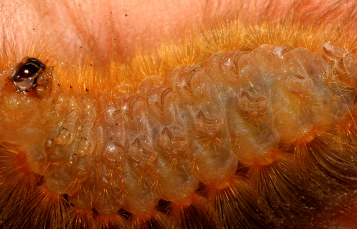 Figura 3. <i>Podalia contigua</i></i> (Megalopigydae), larva penúltimo estadio  posición ventral. Sector San Cristóbal, Sendero Corredor. Voucher 08-SRNP-24510-DHJ448978.jpg.