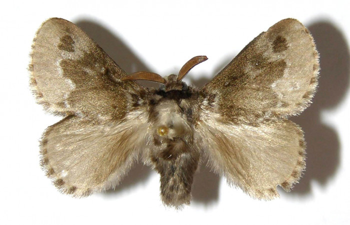 Figura 9. Adulto macho de <i>Podalia contigua</i></i>(Megalopigydae), vista dorsal. Voucher 98-SRNP-14831-DHJ329834.jpg.